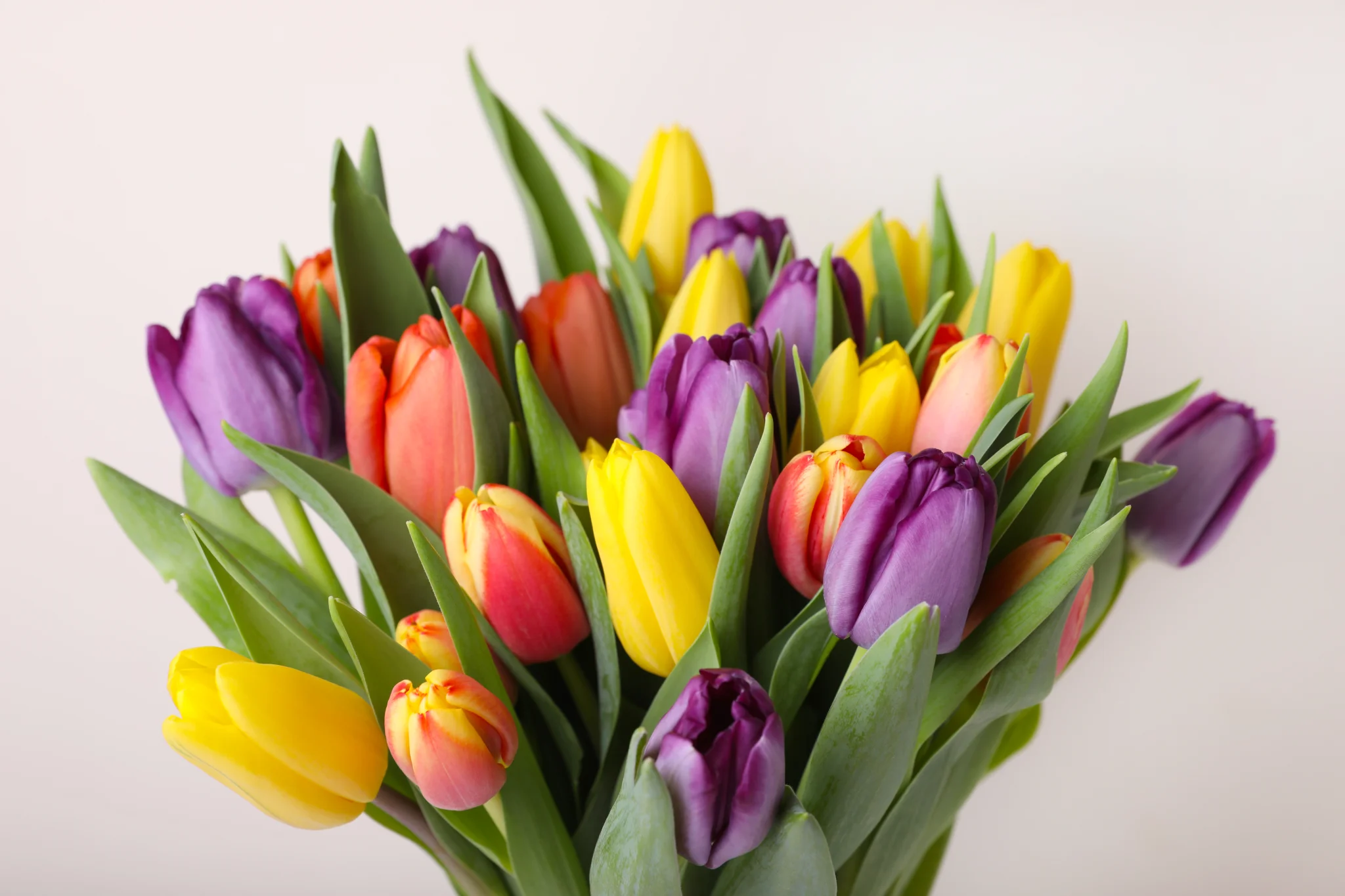 bouquet-colorful-tulips-white-background-closeup.jpg